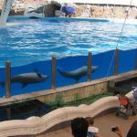 Dolphin Park Kish